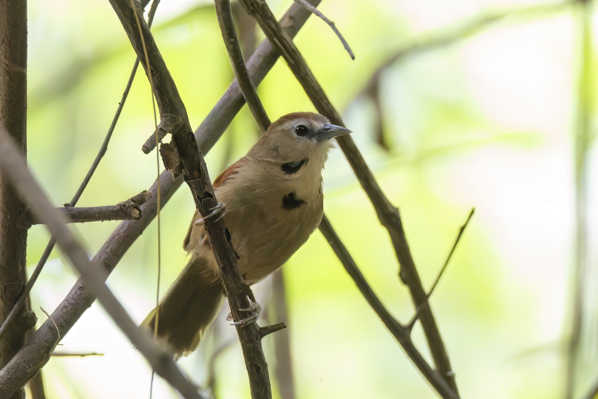 Crescent-chested Babbler - ML617537458