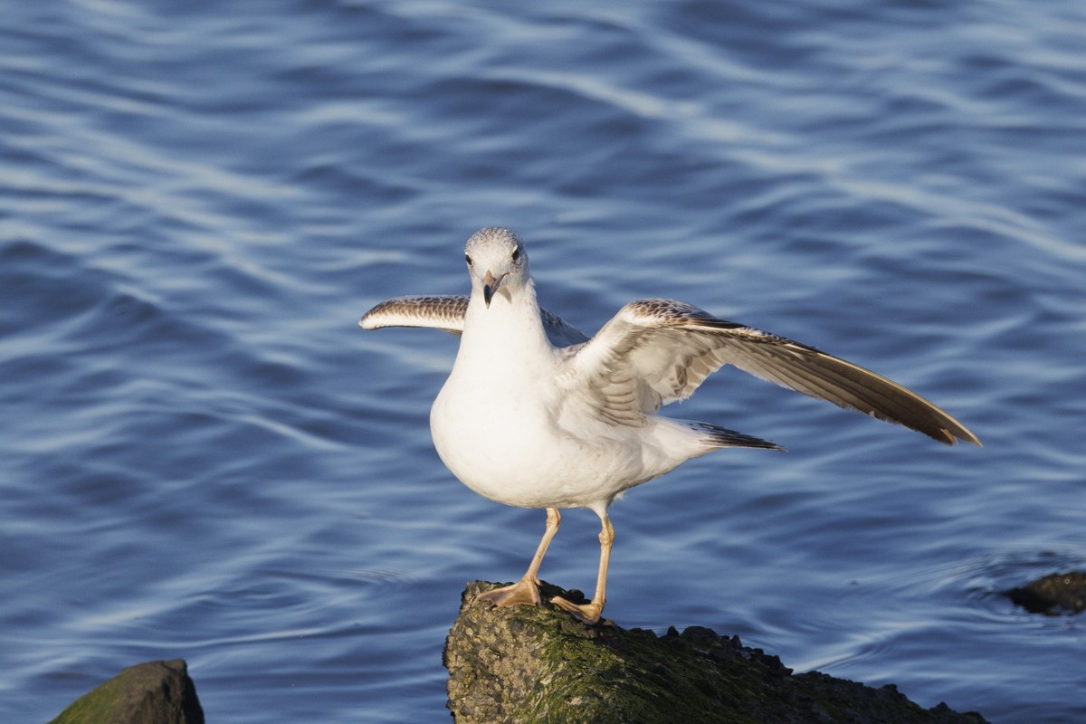 Short-billed Gull - ML617537459