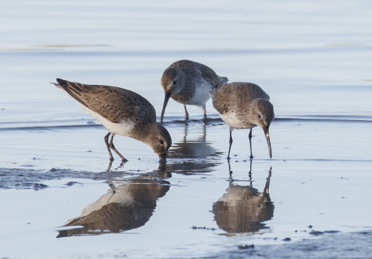 Dunlin - ML617537464