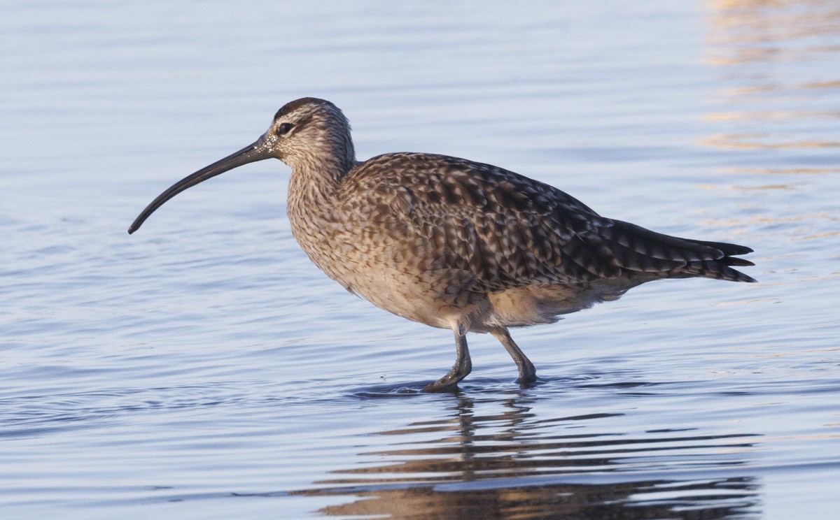 Whimbrel - ML617537473