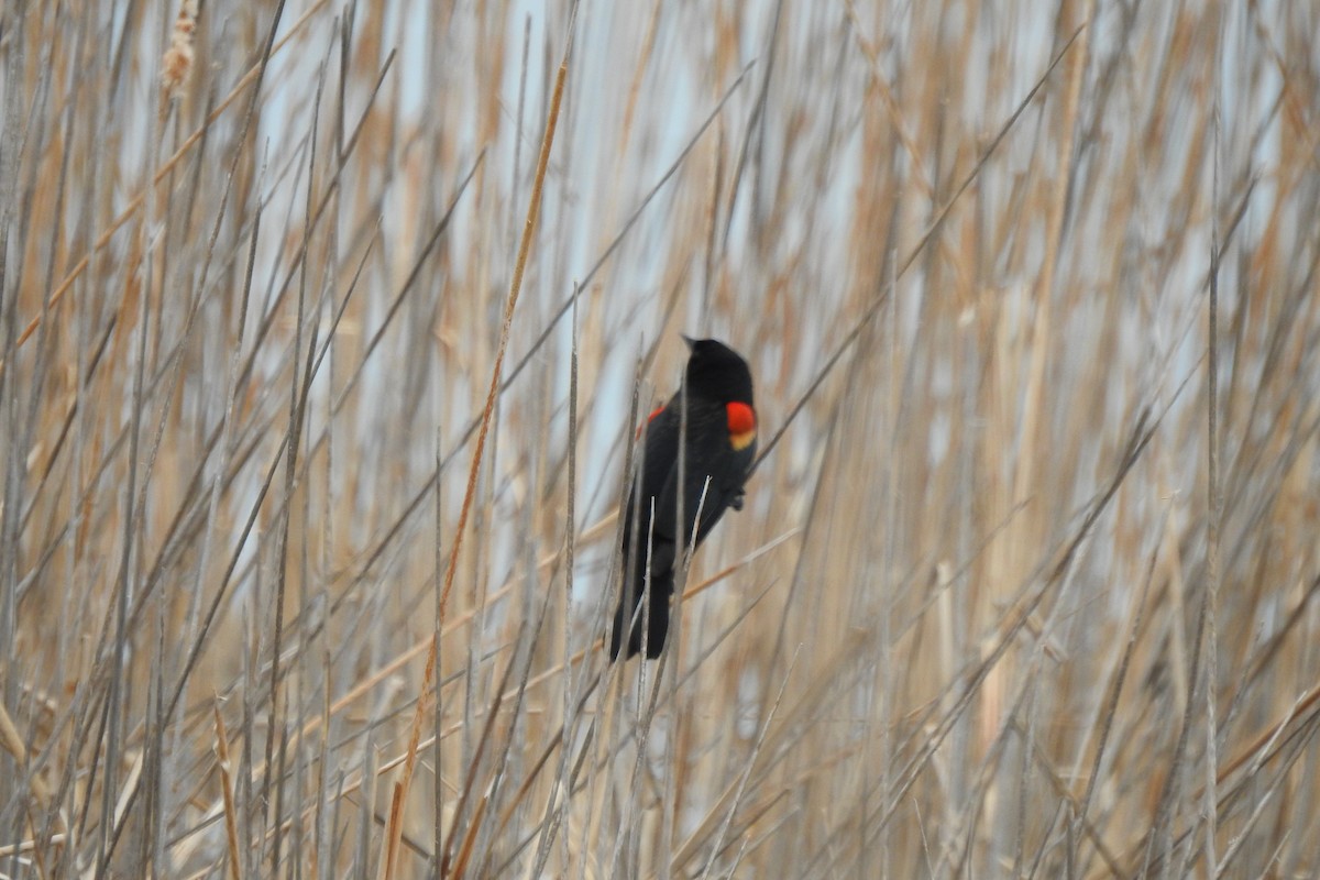 Red-winged Blackbird - ML617537478