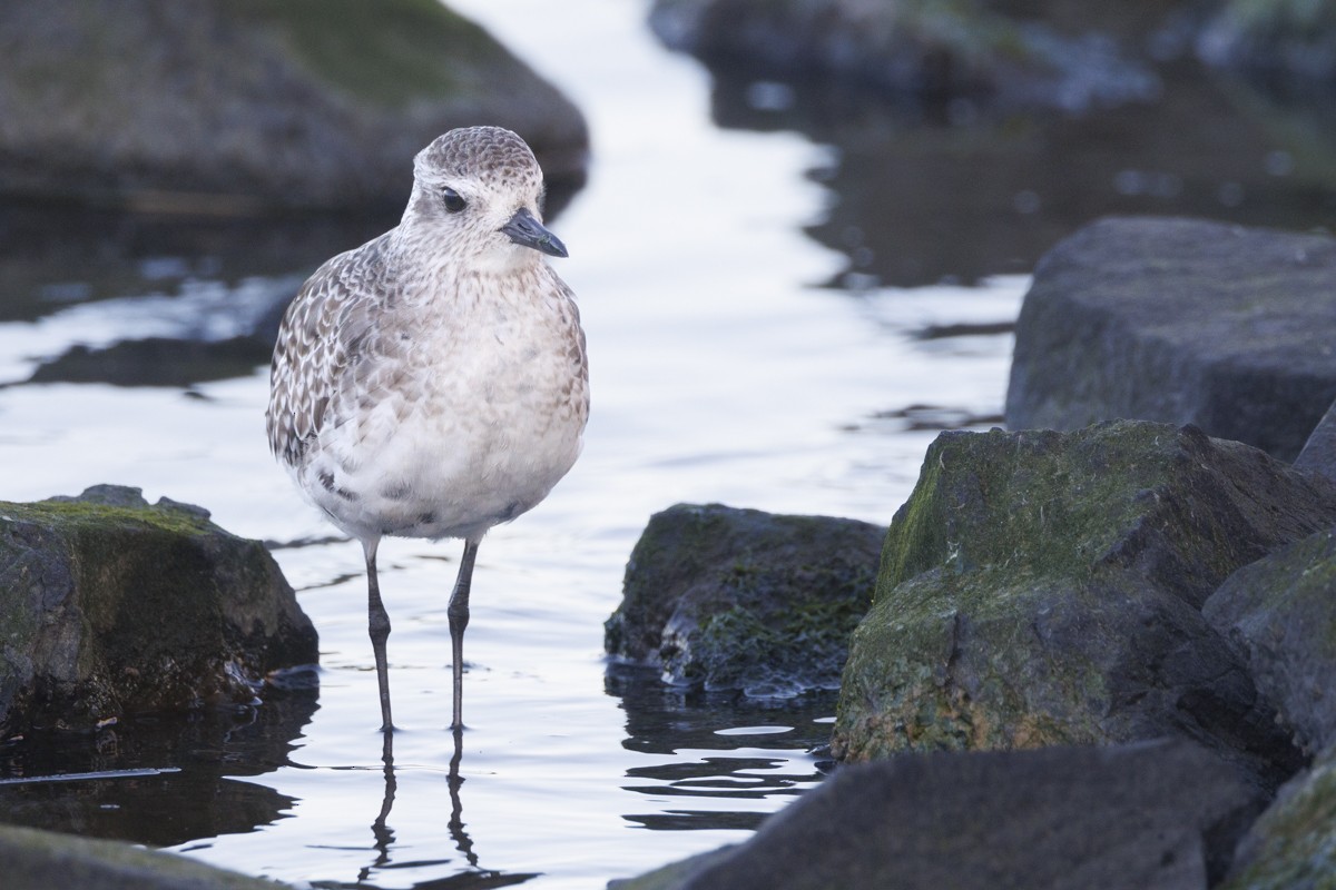 Black-bellied Plover - ML617537479