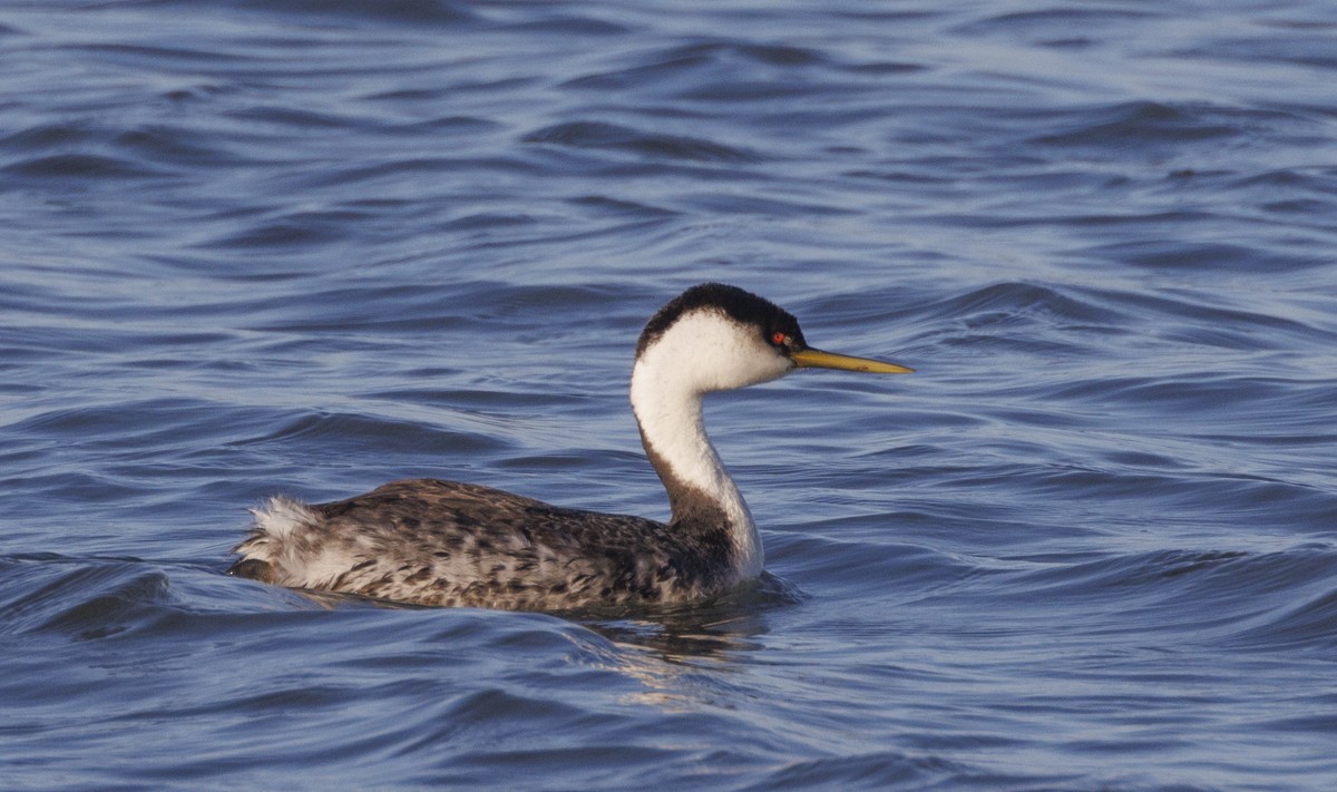 Western Grebe - ML617537484