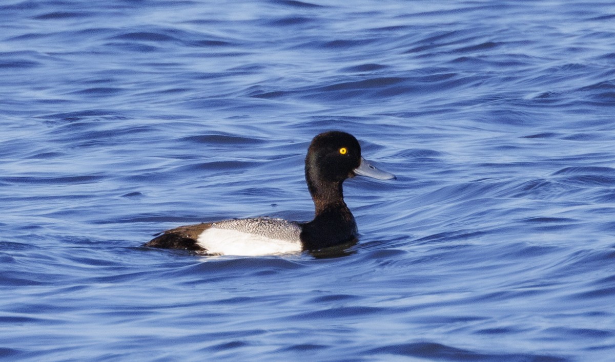 Greater Scaup - ML617537499