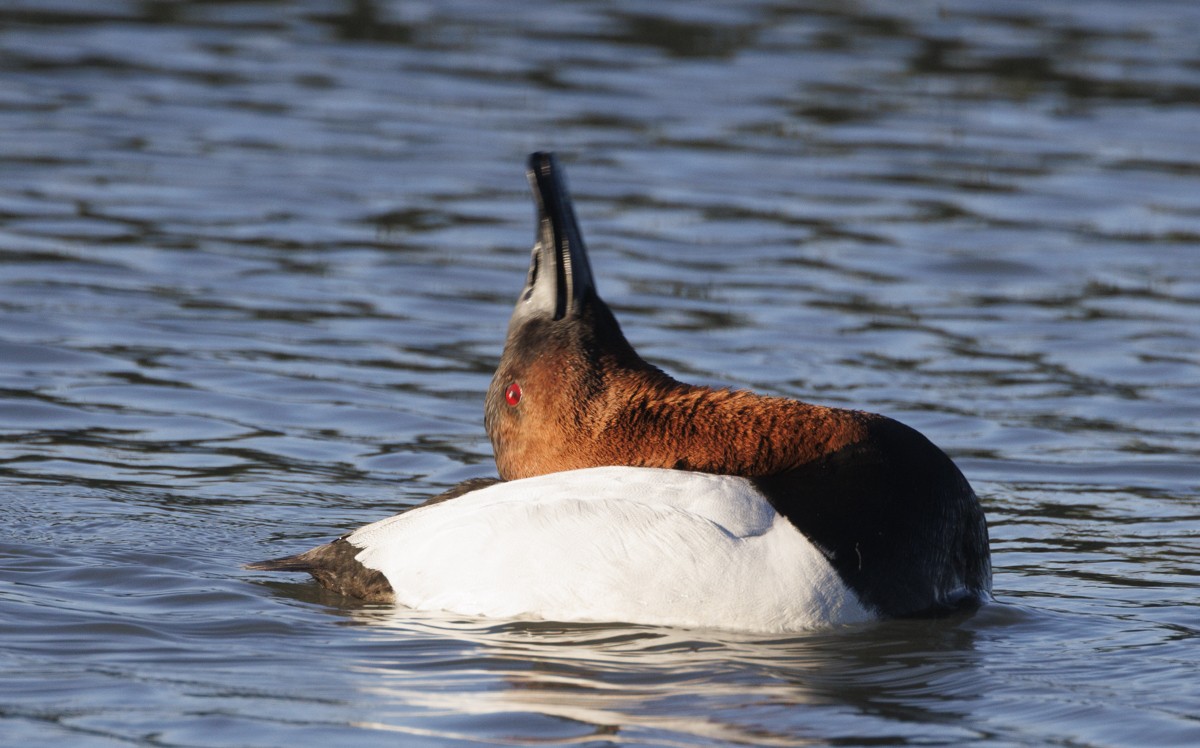 Canvasback - ML617537502