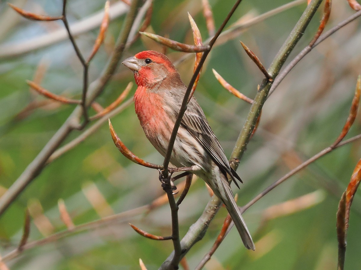 House Finch - ML617537503