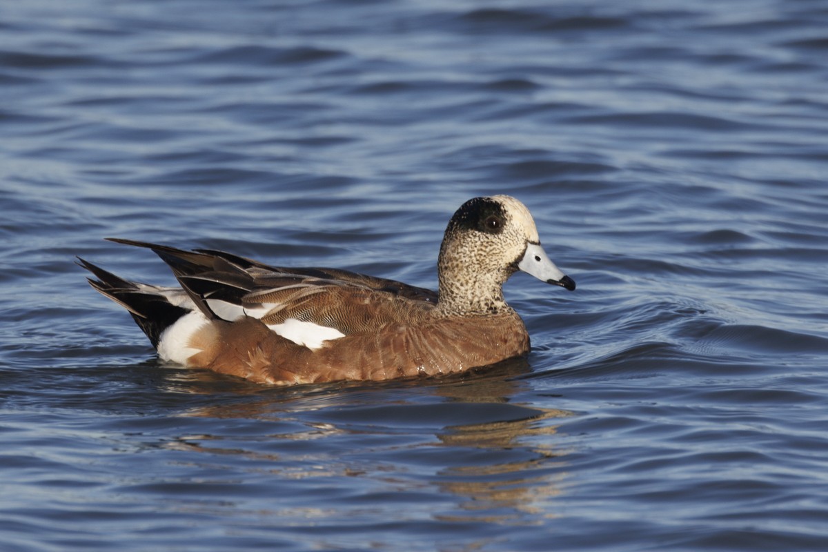 American Wigeon - ML617537509