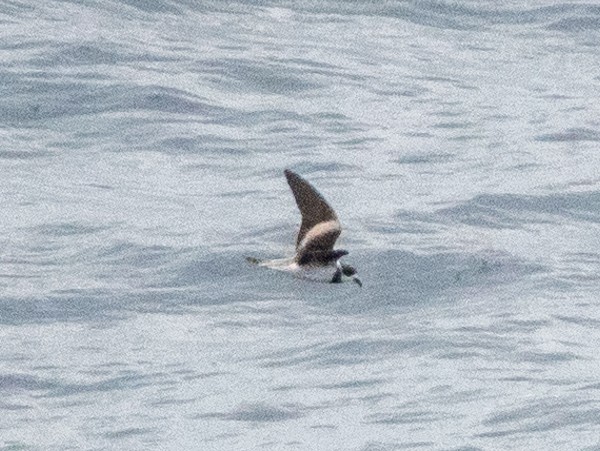 Ringed Storm-Petrel - Dale Pate