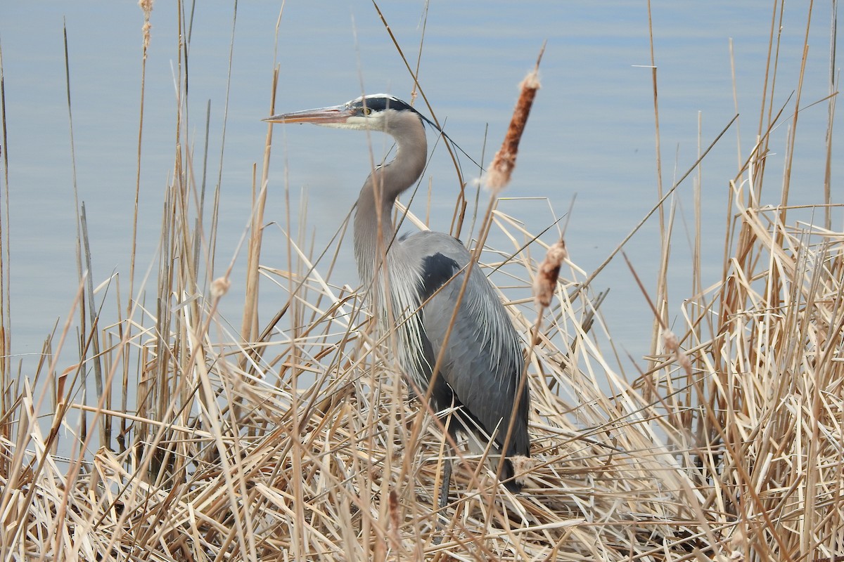 Great Blue Heron - ML617537518