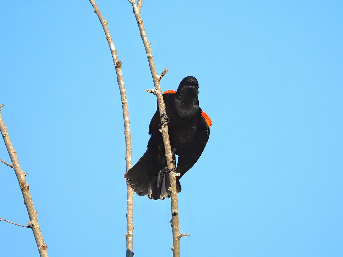 Red-winged Blackbird - ML617537531