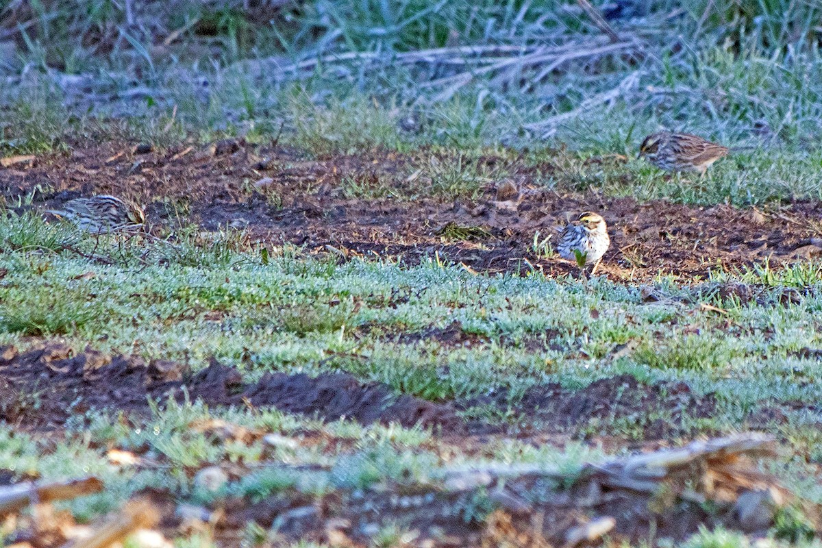 Savannah Sparrow - ML617537550