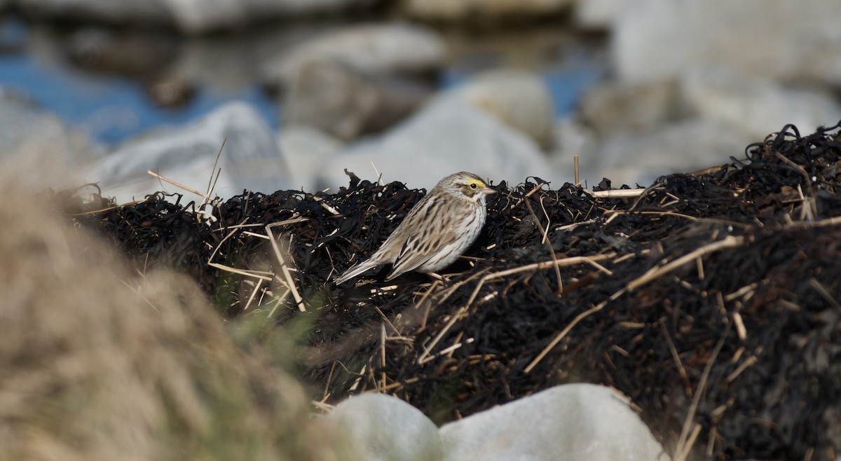 Savannah Sparrow (Ipswich) - ML617537551