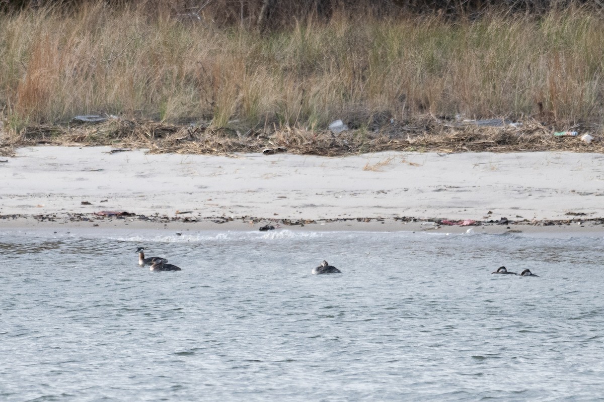 Red-necked Grebe - ML617537581