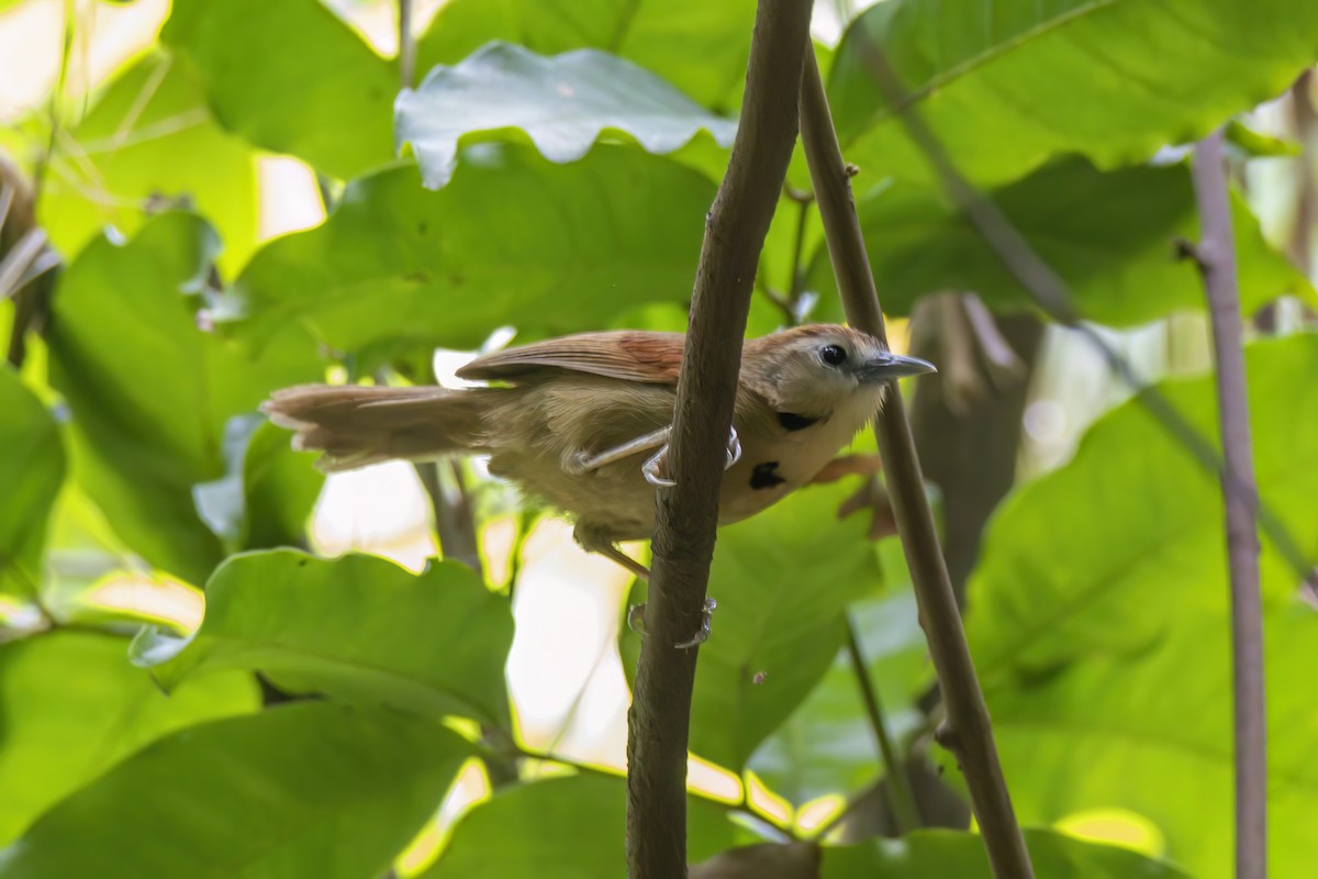 Crescent-chested Babbler - ML617537600