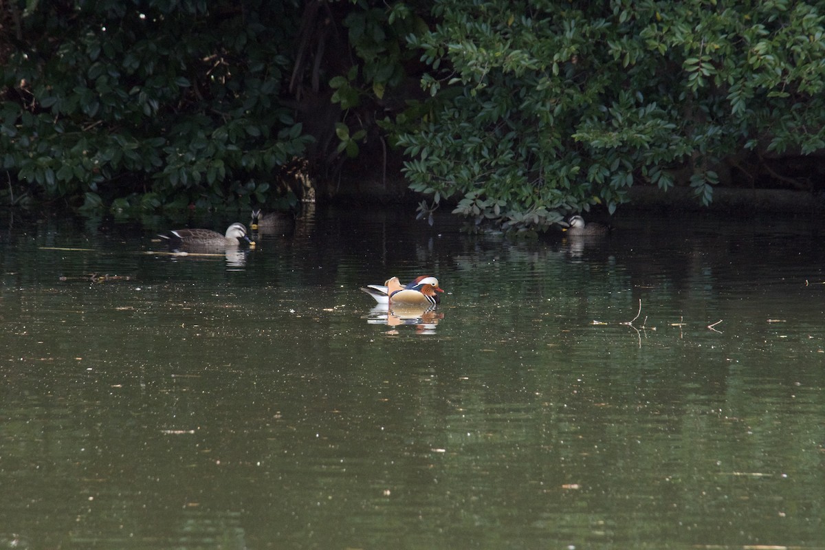 Mandarin Duck - ML617537617