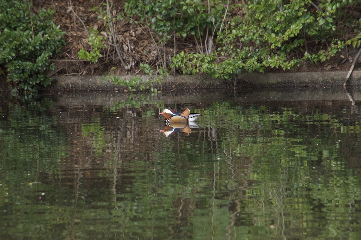 Mandarin Duck - ML617537648