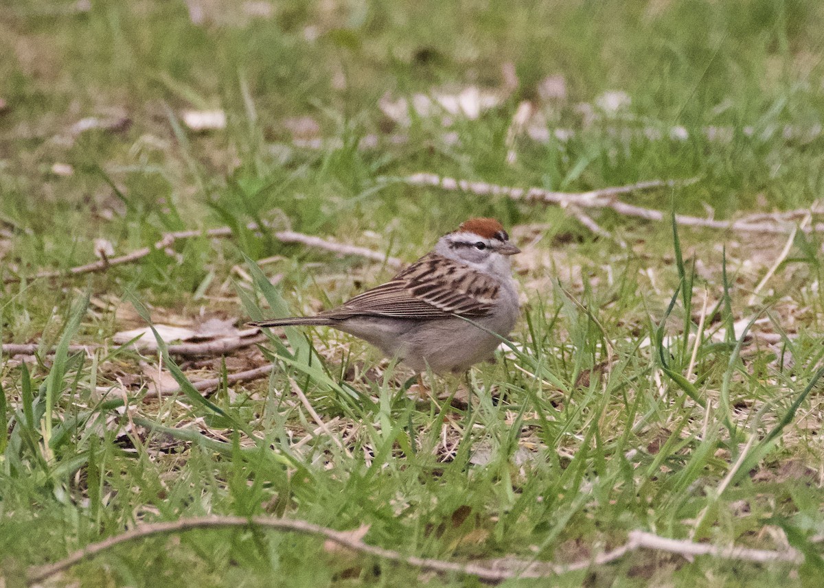 Chipping Sparrow - ML617537656