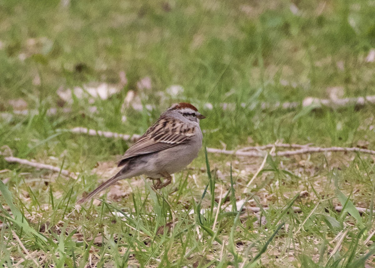 Chipping Sparrow - ML617537660