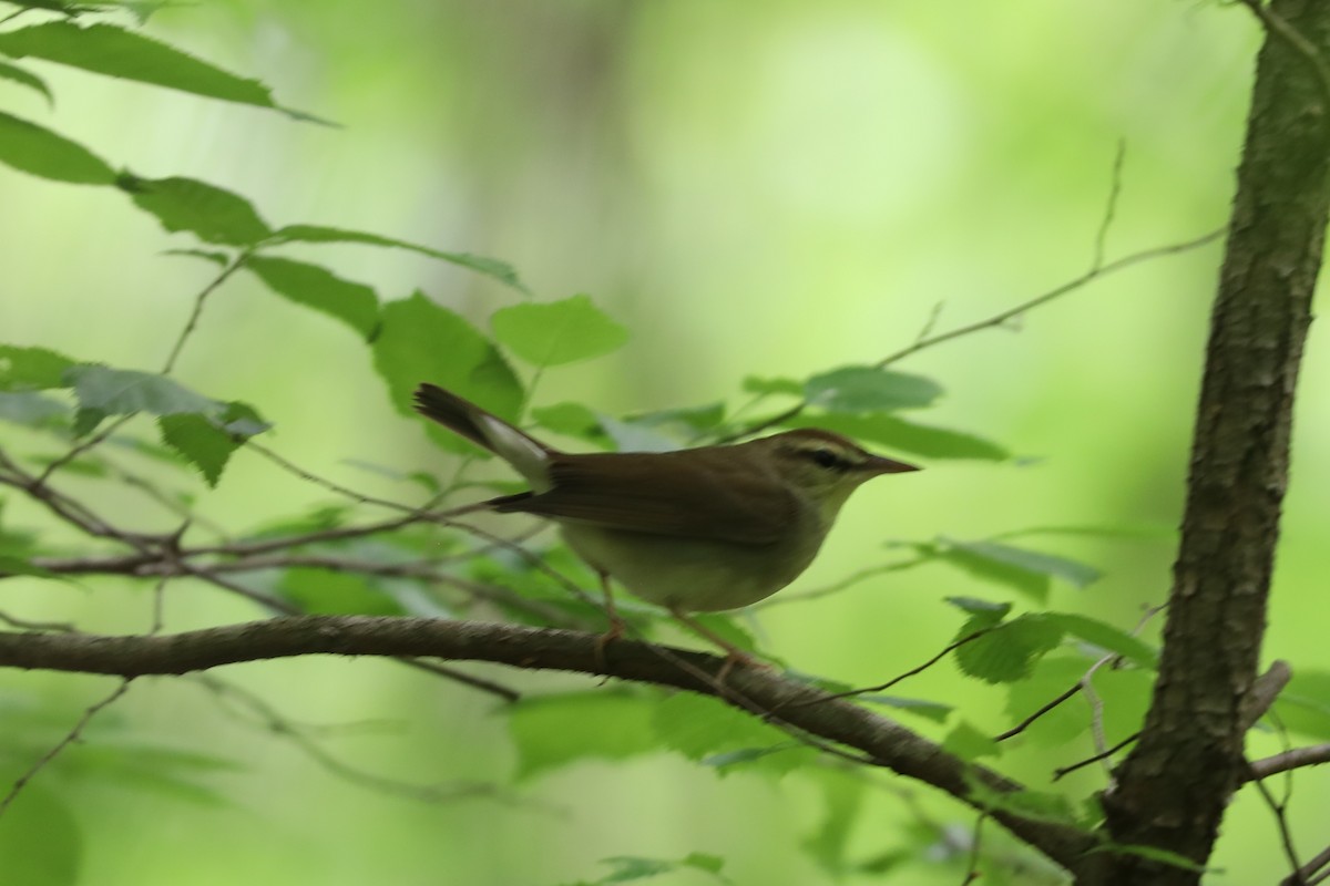 Swainson's Warbler - ML617537662