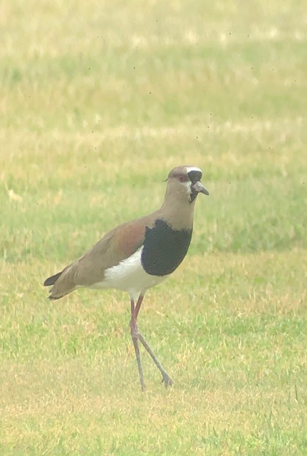 Southern Lapwing - ML617537678