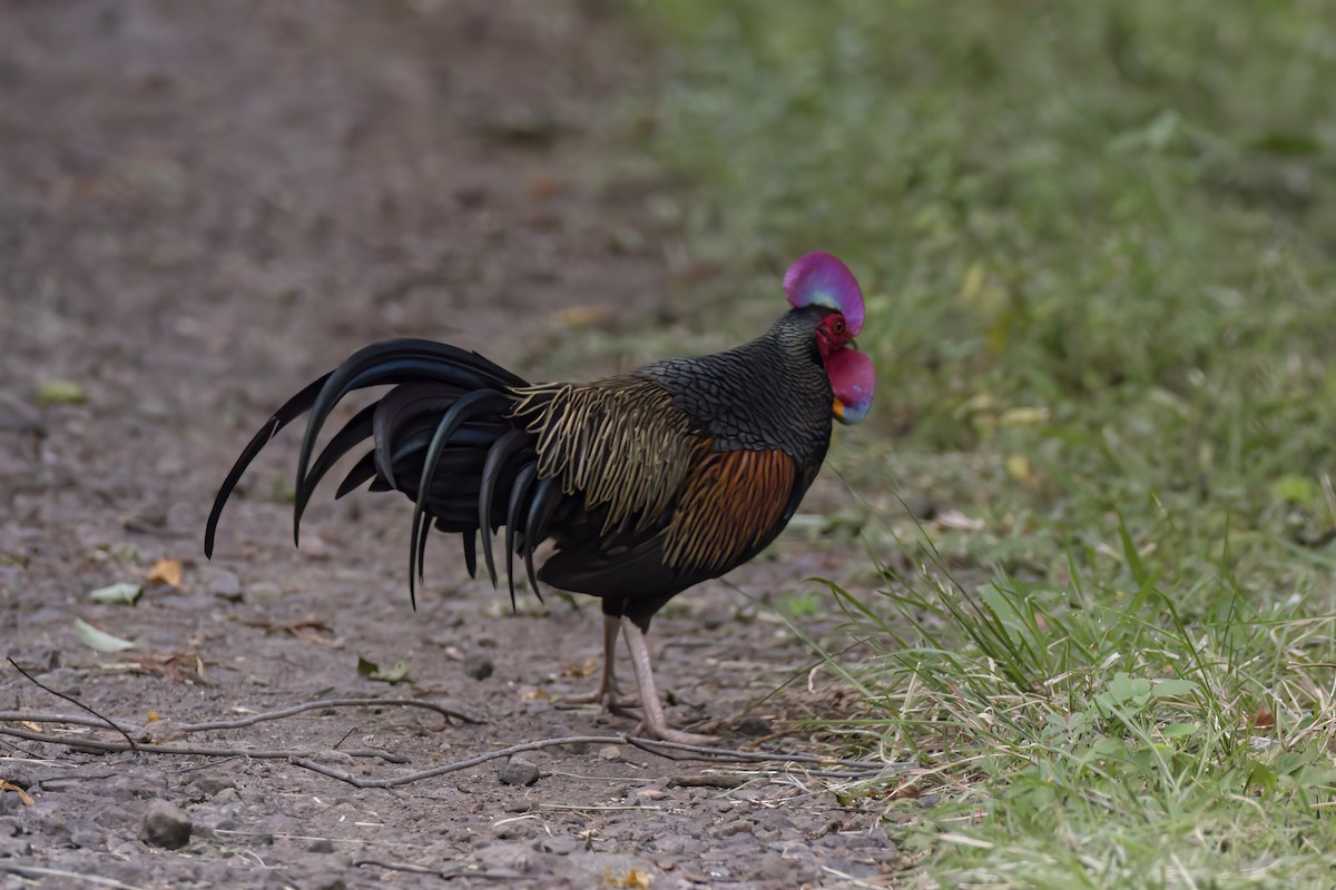 Green Junglefowl - Andreas Heikaus