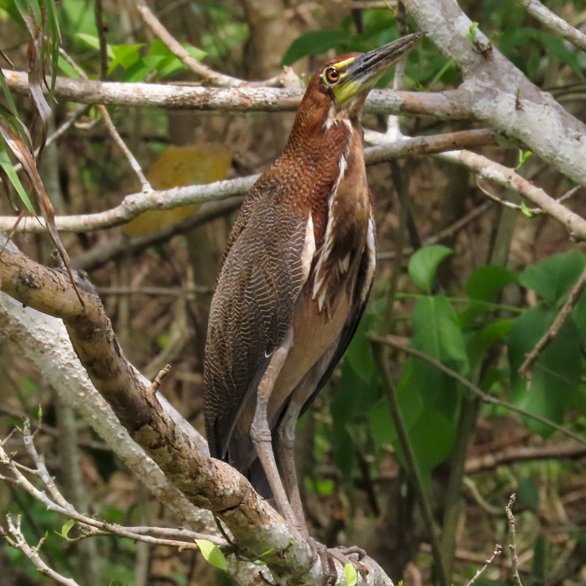 Rufescent Tiger-Heron - ML617537682