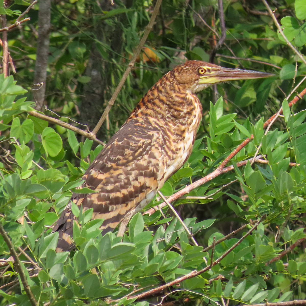 Rufescent Tiger-Heron - ML617537686