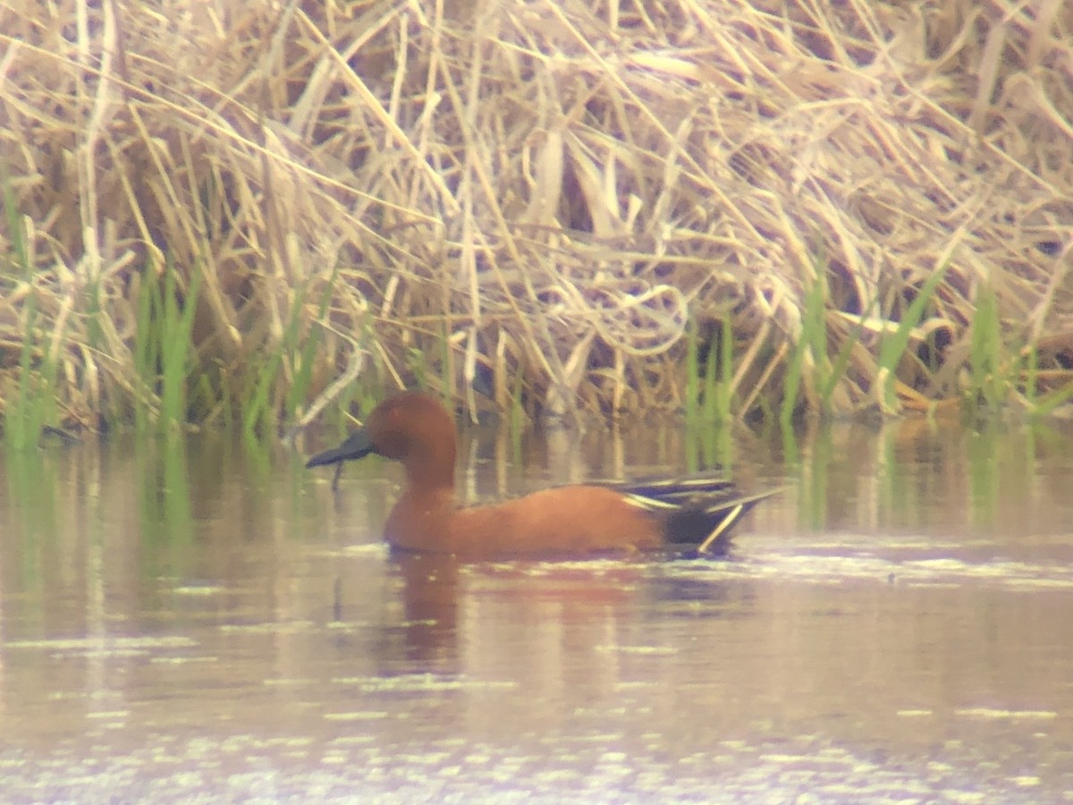 Cinnamon Teal - Aaron Pietsch