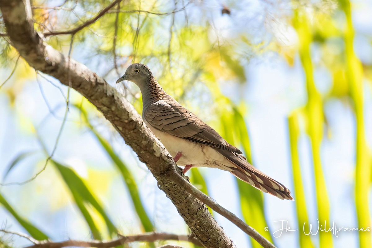 Bar-shouldered Dove - ML617537716