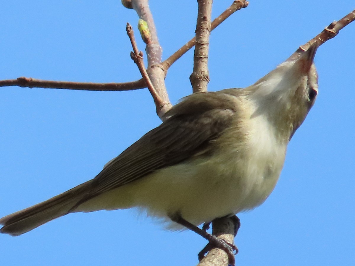 Warbling Vireo - ML617537737