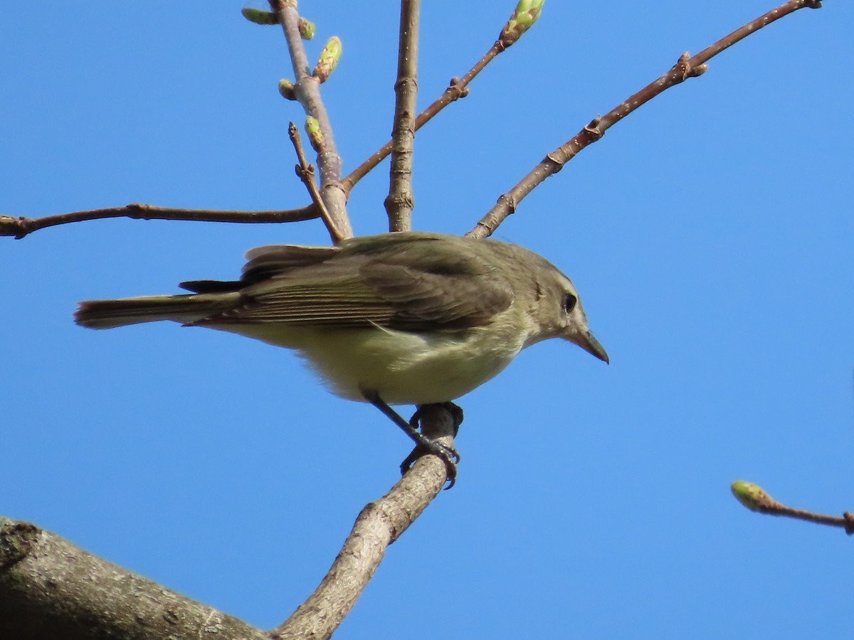 Warbling Vireo - ML617537739