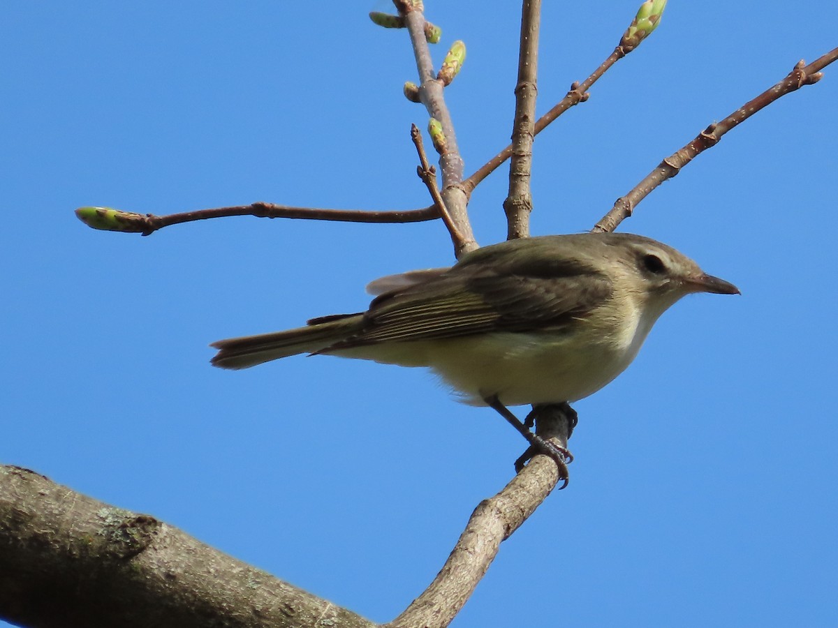 Warbling Vireo - ML617537740