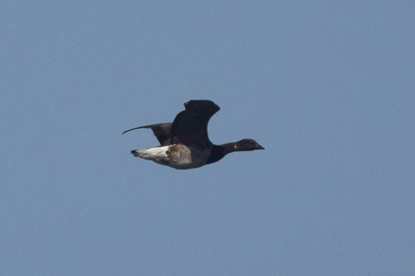 berneška tmavá (ssp. nigricans) - ML617537741