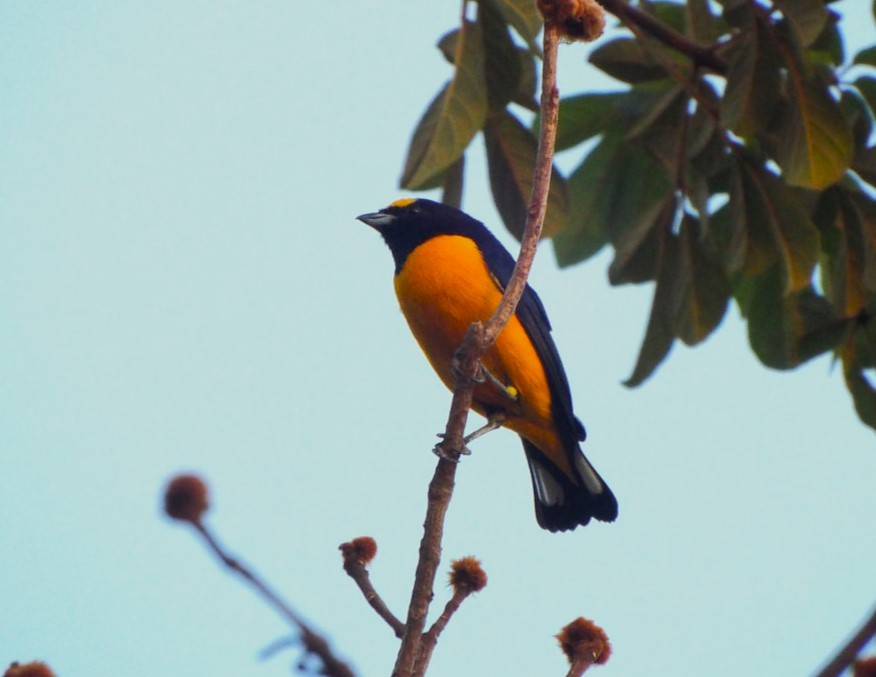 Purple-throated Euphonia - ML617537743