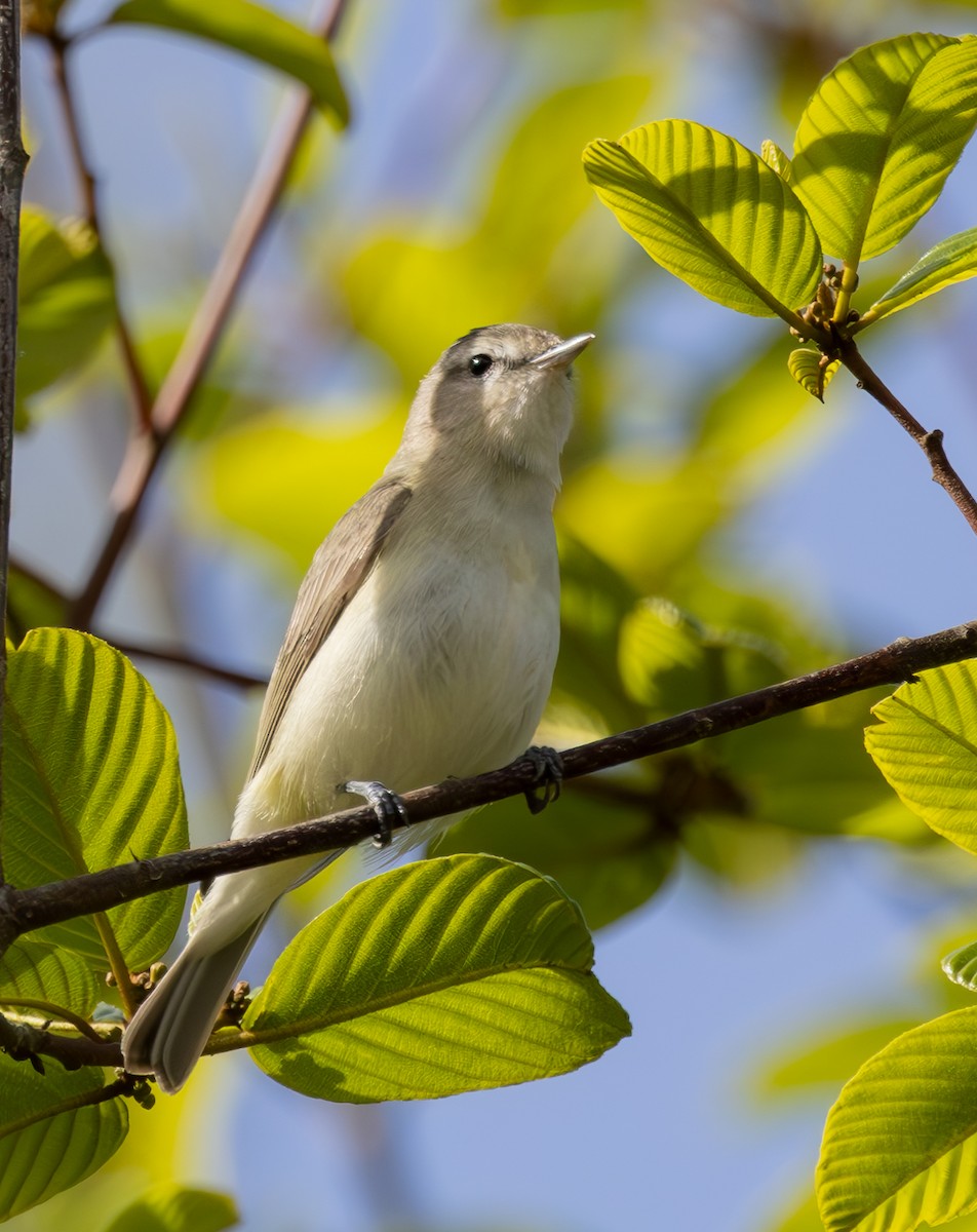 Warbling Vireo - Roger Adamson