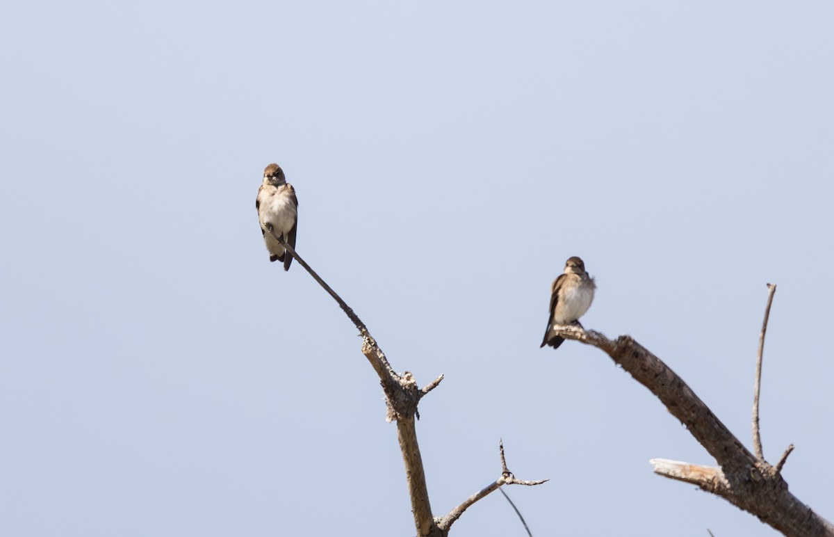 Northern Rough-winged Swallow - Roger Adamson