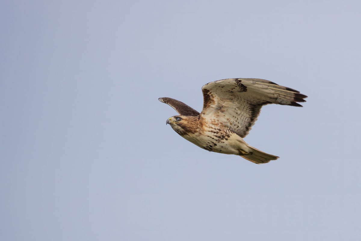 Red-tailed Hawk - Harris Stein