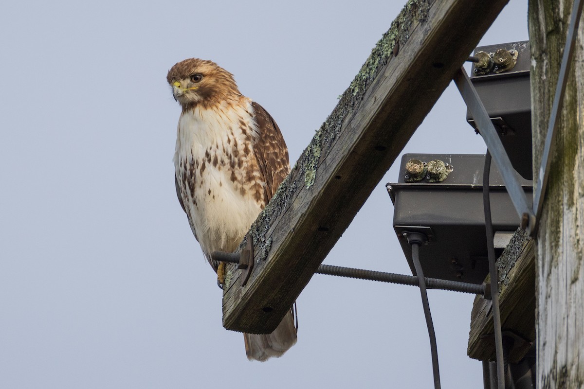 Red-tailed Hawk - Harris Stein