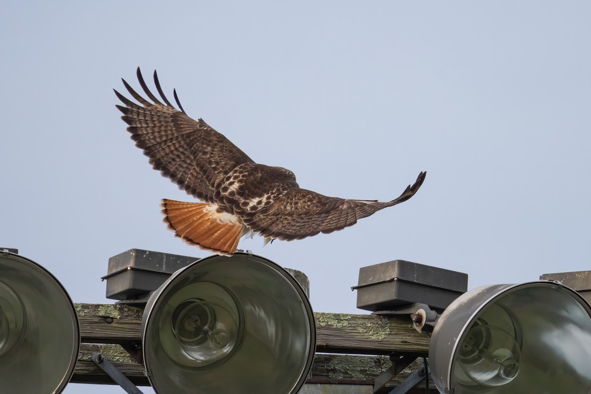 Red-tailed Hawk - Harris Stein