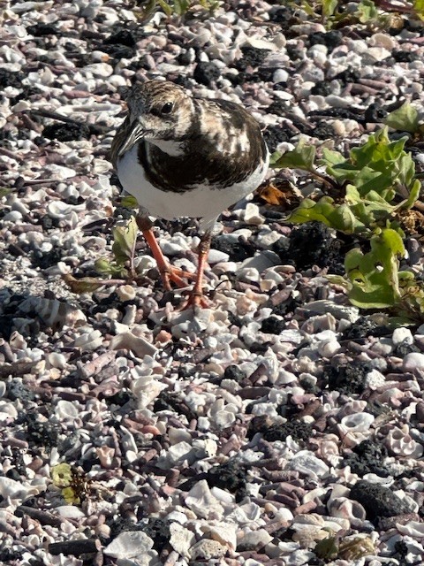 Ruddy Turnstone - ML617537884