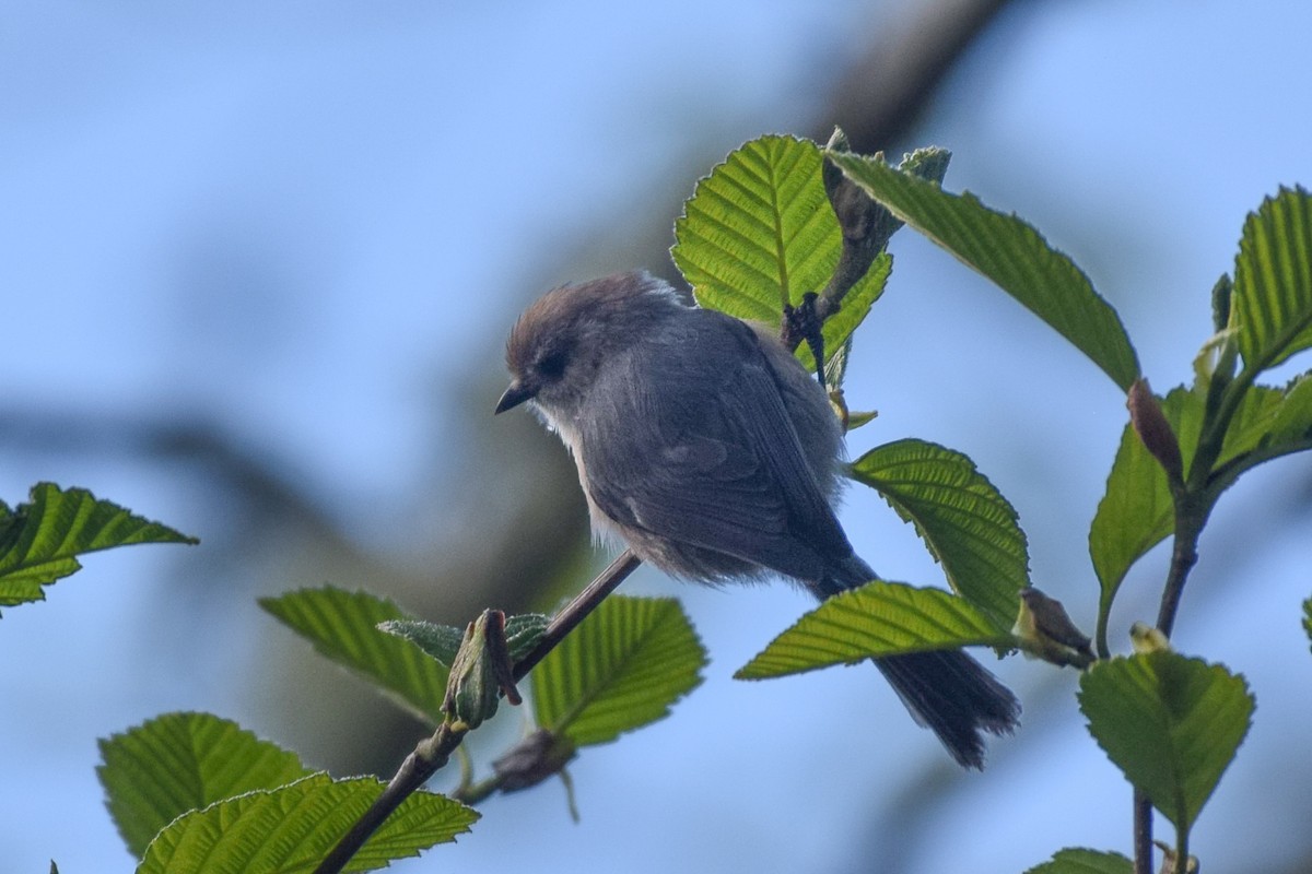 Bushtit - ML617537892