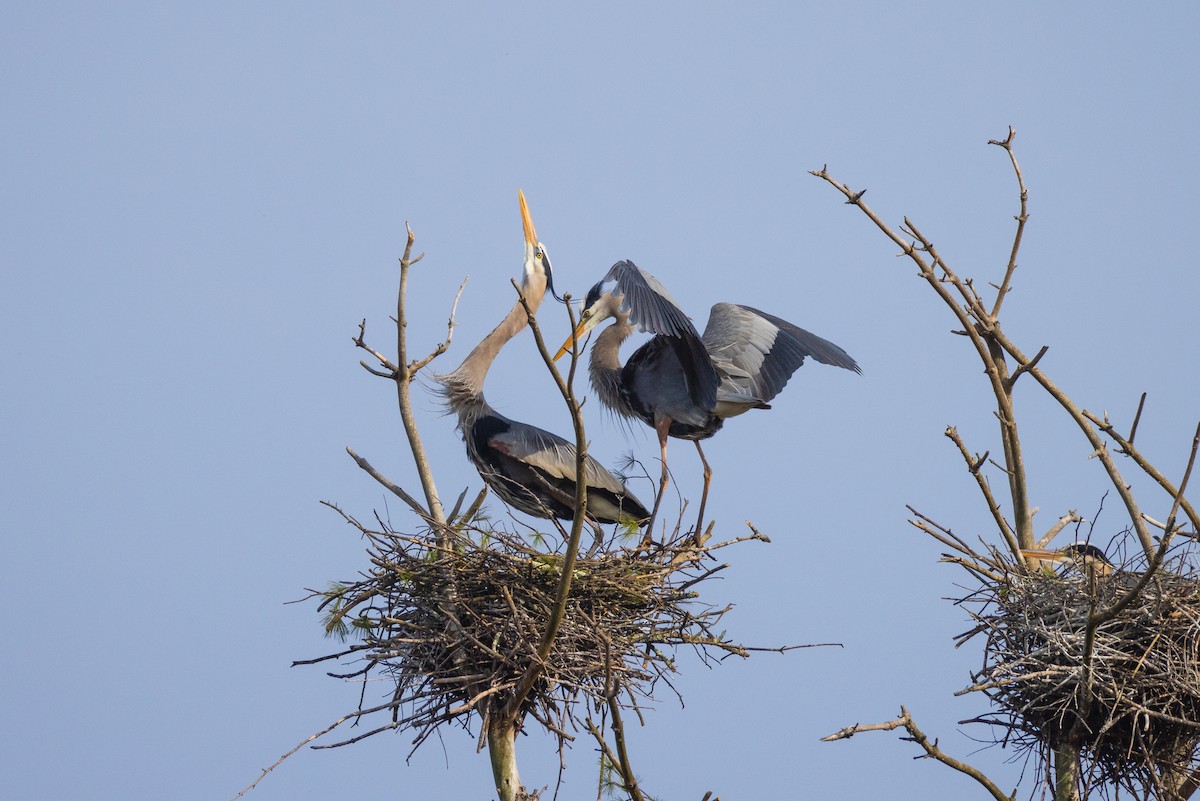 Great Blue Heron - Harris Stein