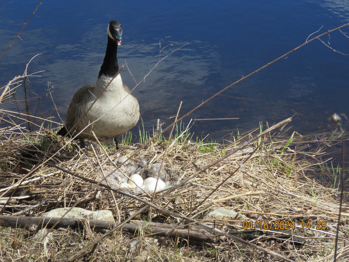 Canada Goose - ML617537915