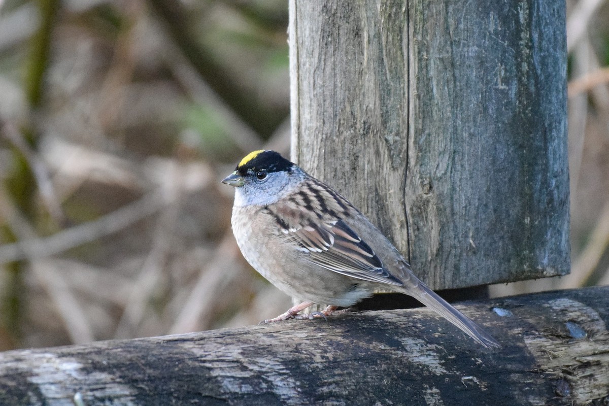 Bruant à couronne dorée - ML617537916