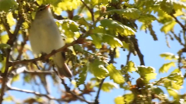 Mosquitero Papialbo - ML617537924