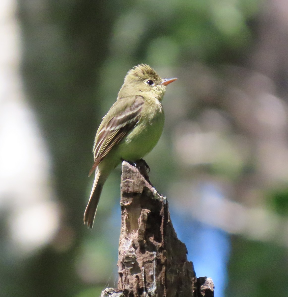 Western Flycatcher - Ketury Stein