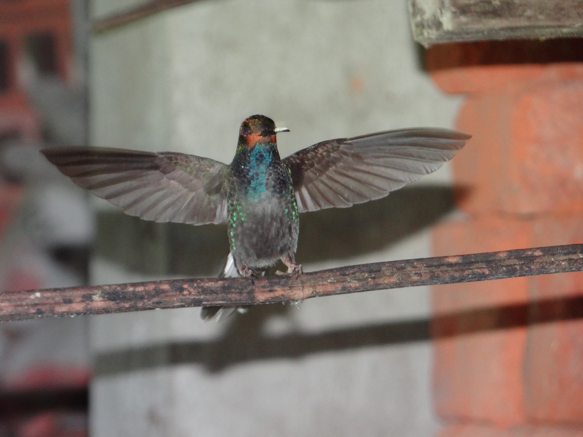 Colibrí de Bouguer Occidental - ML617537944