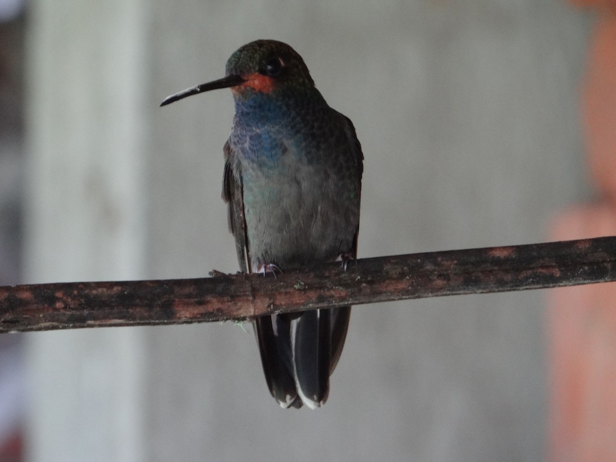 Colibrí de Bouguer Occidental - ML617537945