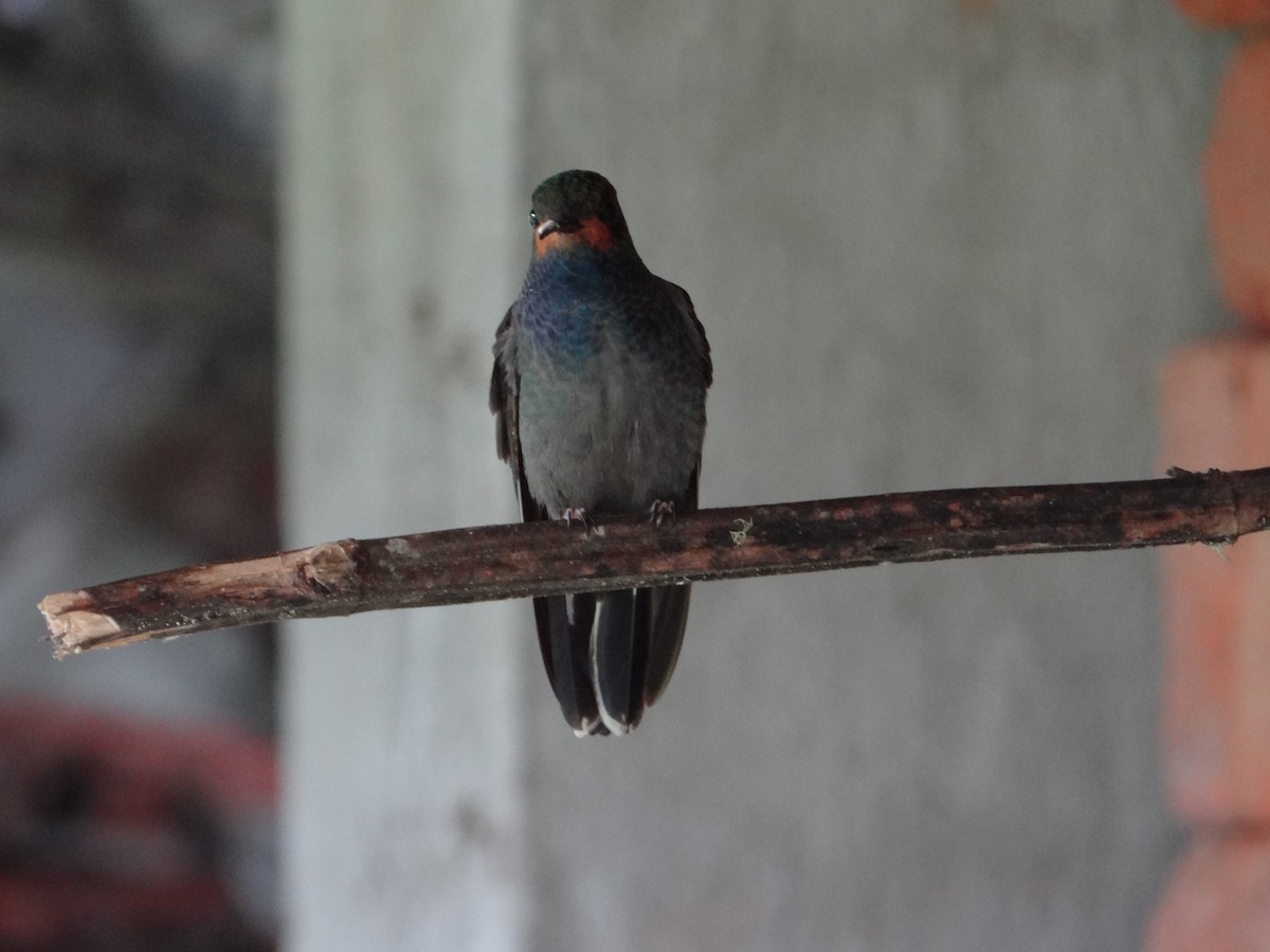 Colibrí de Bouguer Occidental - ML617537946