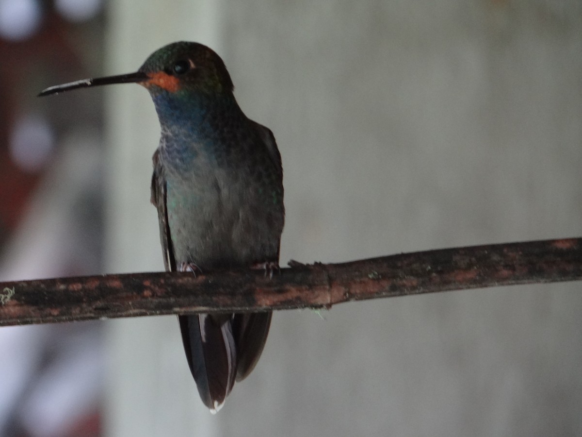 Colibrí de Bouguer Occidental - ML617537948